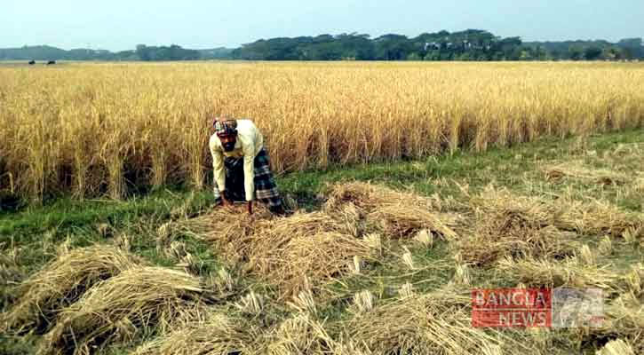 সারের দাম বৃদ্ধিতে হতাশায় কৃষক